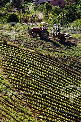  Plantação de alface crespa próximo ao Parque Nacional da Serra dos Órgãos  - Petrópolis - Rio de Janeiro (RJ) - Brasil