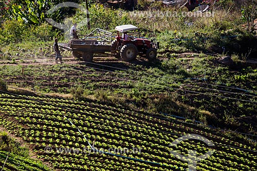  Plantação de alface crespa próximo ao Parque Nacional da Serra dos Órgãos  - Petrópolis - Rio de Janeiro (RJ) - Brasil