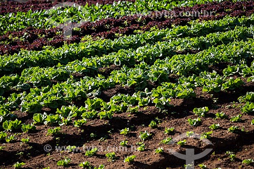  Plantação de alface próximo ao Parque Nacional da Serra dos Órgãos  - Petrópolis - Rio de Janeiro (RJ) - Brasil