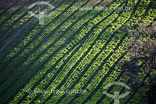  Plantação de alface próximo ao Parque Nacional da Serra dos Órgãos  - Petrópolis - Rio de Janeiro (RJ) - Brasil