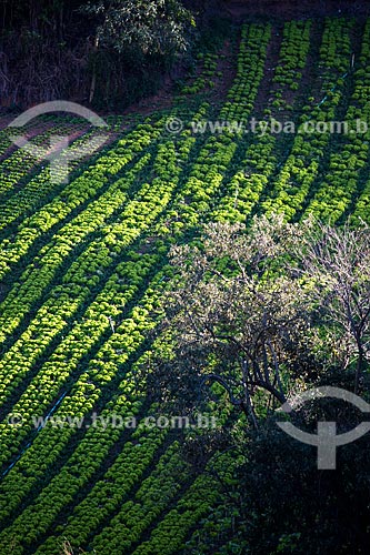  Plantação de alface próximo ao Parque Nacional da Serra dos Órgãos  - Petrópolis - Rio de Janeiro (RJ) - Brasil