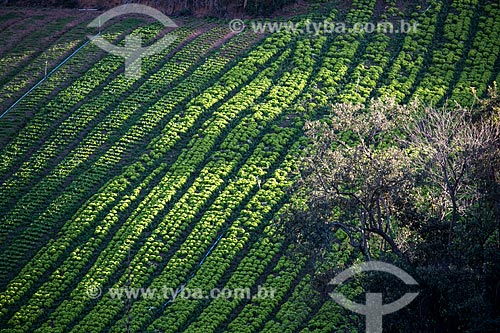  Plantação de alface próximo ao Parque Nacional da Serra dos Órgãos  - Petrópolis - Rio de Janeiro (RJ) - Brasil