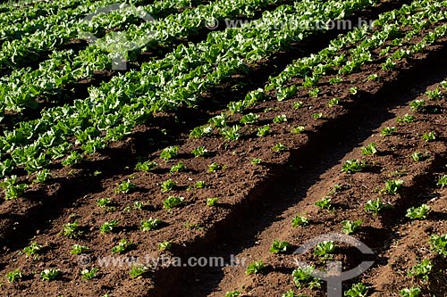  Plantação de alface próximo ao Parque Nacional da Serra dos Órgãos  - Petrópolis - Rio de Janeiro (RJ) - Brasil