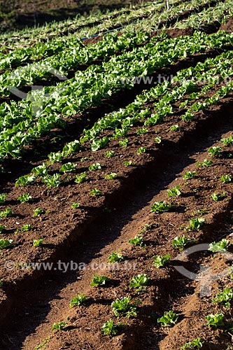  Plantação de alface próximo ao Parque Nacional da Serra dos Órgãos  - Petrópolis - Rio de Janeiro (RJ) - Brasil