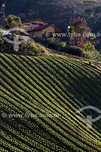  Plantação de alface próximo ao Parque Nacional da Serra dos Órgãos  - Petrópolis - Rio de Janeiro (RJ) - Brasil