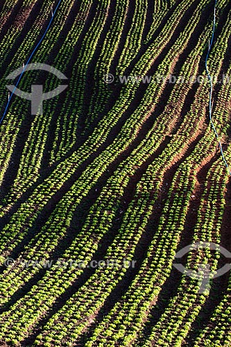  Plantação de alface próximo ao Parque Nacional da Serra dos Órgãos  - Petrópolis - Rio de Janeiro (RJ) - Brasil