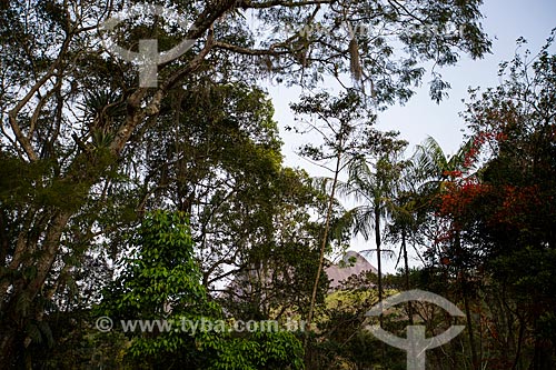 Árvores no Parque Nacional da Serra dos Órgãos  - Petrópolis - Rio de Janeiro (RJ) - Brasil