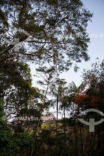  Árvores no Parque Nacional da Serra dos Órgãos  - Petrópolis - Rio de Janeiro (RJ) - Brasil