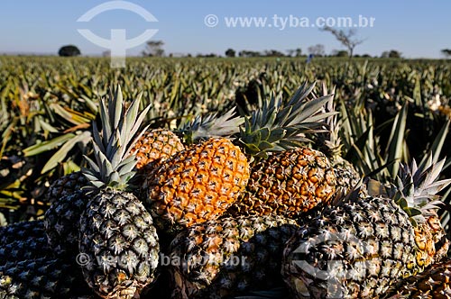  Plantação de Abacaxi tipo pérola  - Frutal - Minas Gerais (MG) - Brasil