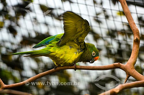  Periquito-rei (Aratinga aurea) - também conhecido como Jandaia Rei, Jandaia Estrela, Mocinha ou Jandaia áurea - no Parque das Aves  - Foz do Iguaçu - Paraná (PR) - Brasil