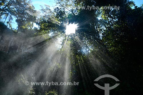  Raios de luz entre as árvores do Parque Nacional do Iguaçu  - Puerto Iguazú - Província de Misiones - Argentina