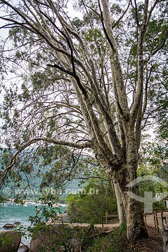  Eucalipto próximo à Vila do Abraão  - Angra dos Reis - Rio de Janeiro (RJ) - Brasil