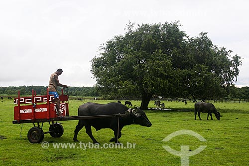  Búfalo puxando carroça  - Soure - Pará (PA) - Brasil