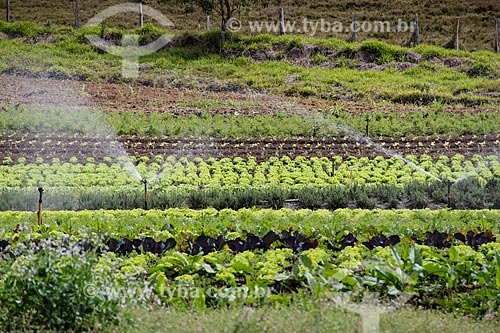  Horta da fazenda Vale das Palmeiras  - Teresópolis - Rio de Janeiro (RJ) - Brasil