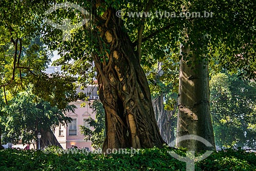  Árvore no Campo de Santana
  - Rio de Janeiro - Rio de Janeiro (RJ) - Brasil