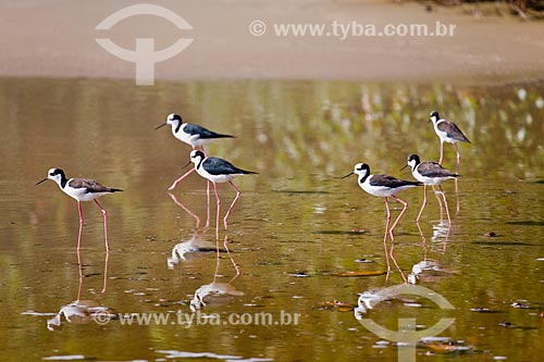  Pernilongo-de-costas-brancas (Himantopus melanurus) na orla da Praia da Lagoinha  - Florianópolis - Santa Catarina (SC) - Brasil