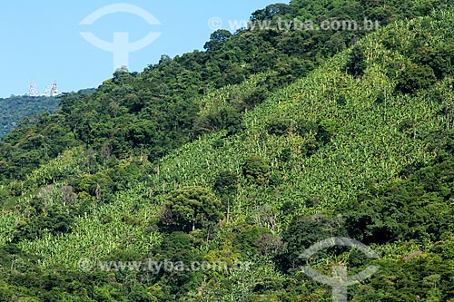  Plantação de bananas na Serra do Mendanha  - Rio de Janeiro - Rio de Janeiro (RJ) - Brasil