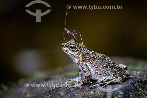  Sapo com formiga na cabeça no Poço Verde - Parque Nacional da Serra dos Órgãos  - Guapimirim - Rio de Janeiro (RJ) - Brasil