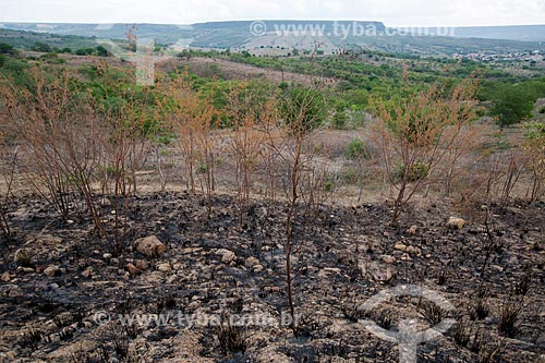  Queimada na vegetação de caatinga com Chapada do Araripe ao fundo  - Santana do Cariri - Ceará (CE) - Brasil