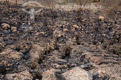  Queimada na vegetação de caatinga  - Santana do Cariri - Ceará (CE) - Brasil