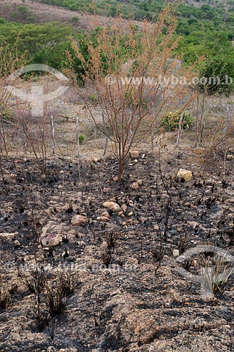  Queimada na vegetação de caatinga  - Santana do Cariri - Ceará (CE) - Brasil