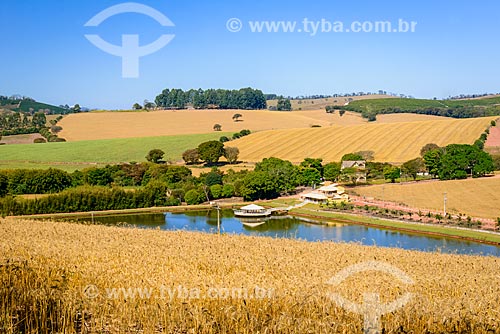  Vista de plantação de trigo e fazenda ao fundo na estrada entre Cambuquira e Três Corações  - Cambuquira - Minas Gerais (MG) - Brasil