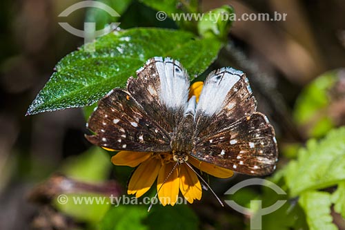  Borboleta em flor de Margarida na Área de Proteção Ambiental da Serrinha do Alambari  - Resende - Rio de Janeiro (RJ) - Brasil