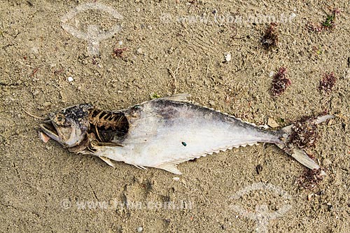  Peixe morto na Praia da Armação  - Florianópolis - Santa Catarina (SC) - Brasil