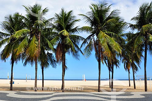  Coqueiro na orla da Praia de Copacabana  - Rio de Janeiro - Rio de Janeiro (RJ) - Brasil