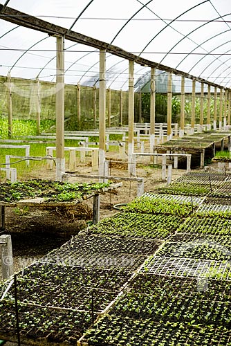  Estufa com mudas na fazenda Vale das Palmeiras  - Teresópolis - Rio de Janeiro (RJ) - Brasil