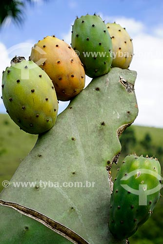  Palma (Cacto comestível) na Fazenda Vale das Palmeiras  - Teresópolis - Rio de Janeiro (RJ) - Brasil