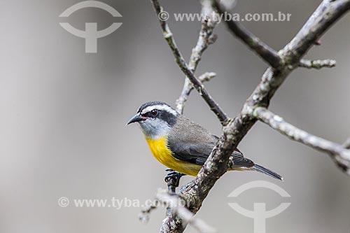  Detalhe de Cambacica (Coereba flaveola) - também conhecido como sebinho, sebito ou caga-sebo - no Parque Nacional de Itatiaia  - Itatiaia - Rio de Janeiro (RJ) - Brasil