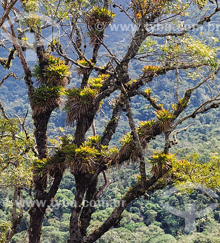  Árvore com plantas epífitas  - Brasil