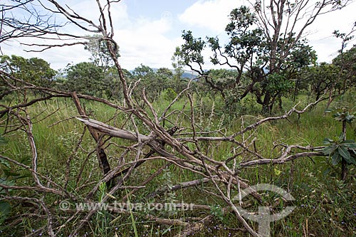  Vegetação típica do cerrado no Parque Estadual dos Pireneus  - Pirenópolis - Goiás (GO) - Brasil