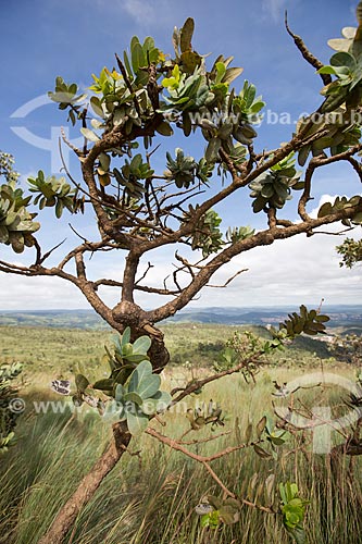  Vegetação típica do cerrado no Parque Estadual dos Pireneus  - Pirenópolis - Goiás (GO) - Brasil