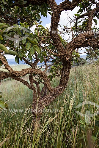  Vegetação típica do cerrado no Parque Estadual dos Pireneus  - Pirenópolis - Goiás (GO) - Brasil