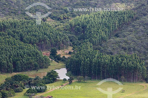  Plantação de eucalipto próximo à cidade de Pirenópolis  - Pirenópolis - Goiás (GO) - Brasil