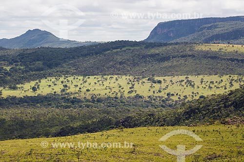  Vegetação típica do cerrado no Parque Estadual dos Pireneus  - Pirenópolis - Goiás (GO) - Brasil