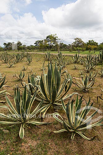  Vegetação típica do cerrado no Parque Estadual dos Pireneus  - Pirenópolis - Goiás (GO) - Brasil