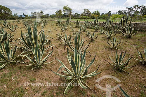  Vegetação típica do cerrado no Parque Estadual dos Pireneus  - Pirenópolis - Goiás (GO) - Brasil