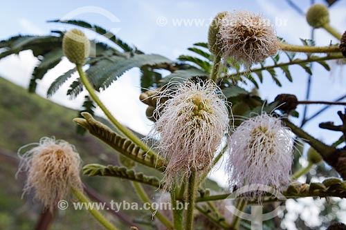  Detalhe de flores da Mimosa (Mimosa regina) no Parque Estadual dos Pireneus  - Pirenópolis - Goiás (GO) - Brasil