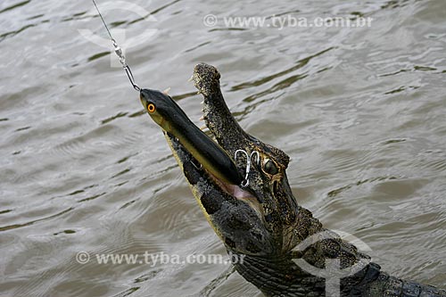  Jacaré-do-pantanal (caiman crocodilus yacare) - também conhecido como Jacaré-do-paraguai - no Pantanal Matogrossense  - Corumbá - Mato Grosso do Sul (MS) - Brasil