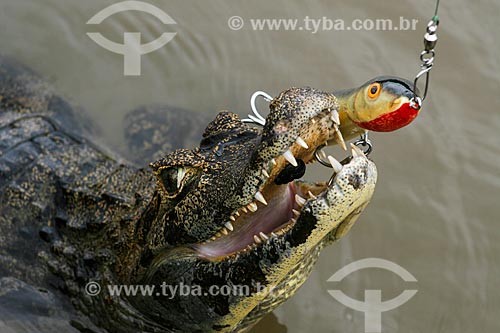  Jacaré-do-pantanal (caiman crocodilus yacare) - também conhecido como Jacaré-do-paraguai - no Pantanal Matogrossense  - Corumbá - Mato Grosso do Sul (MS) - Brasil