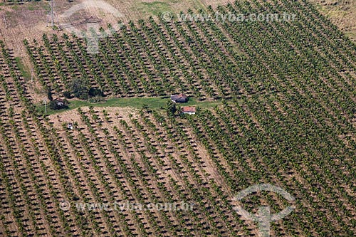  Plantação de côco  - Rio de Janeiro - Rio de Janeiro (RJ) - Brasil