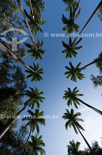  Detalhe das Palmeira imperiais na Praça da Liberdade  - Belo Horizonte - Minas Gerais (MG) - Brasil