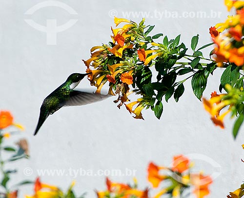  Beija-flor  - Bocaina de Minas - Minas Gerais (MG) - Brasil