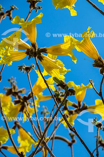  Detalhe de flores de Ipê-Amarelo  - São Paulo - São Paulo (SP) - Brasil