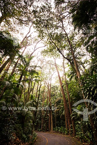  Estrada no Parque Nacional da Tijuca  - Rio de Janeiro - Rio de Janeiro (RJ) - Brasil