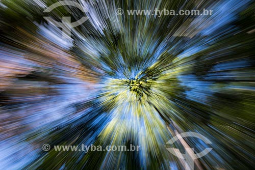  Vegetação no Parque Nacional da Tijuca  - Rio de Janeiro - Rio de Janeiro (RJ) - Brasil