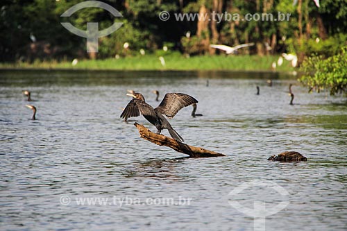  Biguá (Phalacrocorax brasilianus) - também conhecido como biguaúna, imbiuá, miuá ou corvo-marinho - no Lago Cuniã  - Porto Velho - Rondônia (RO) - Brasil